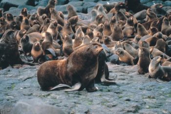 'Northern fur seal (Callorhinus ursinus) and harem.' Image by M. Boylan. (from https://commons.wikimedia.org/wiki/File:Callorhinus_ursinus_and_harem.jpg) This work has been released into the public domain by its author, M. Boylan. This applies worldwide.