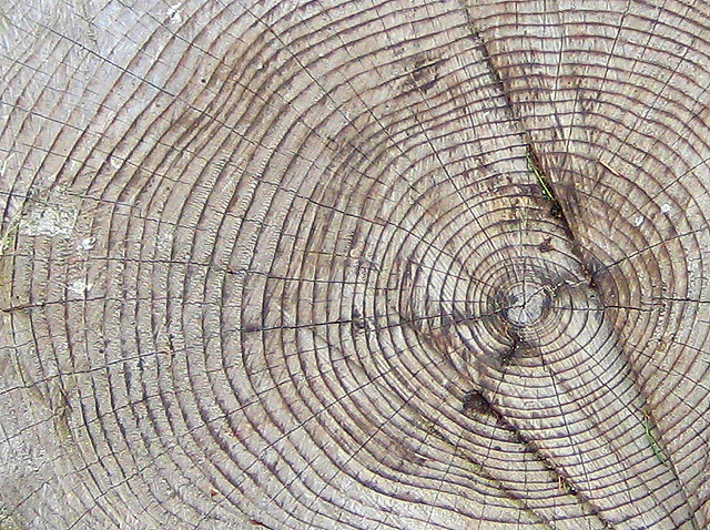 Tree rings - geograph.org.uk - 738518