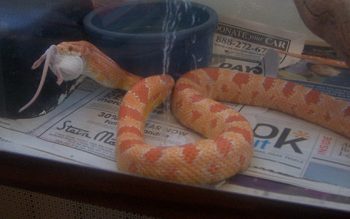 'A corn snake eating a mouse.' Image by Bachrach44. (from https://commons.wikimedia.org/wiki/File:Corn_snake_swallowing_cropped.jpg) This work has been released into the public domain by its author, Bachrach44. This applies worldwide.